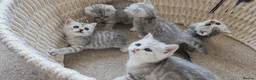 British Shorthair cats for sale: 🏆 Pedigree Silver British Shorthair Kittens 🏆 - Advert 7