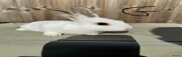 Mixed Breed rabbits for sale: Mixed breed baby bunnies - Advert 4