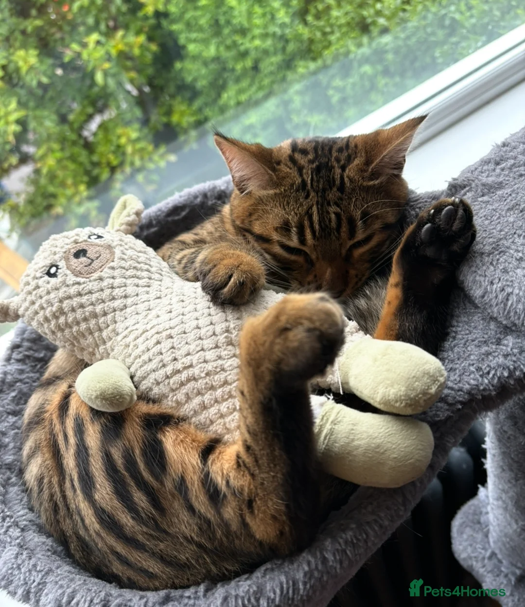 Bengal cats for sale: Pure bread Bengals - Advert 3