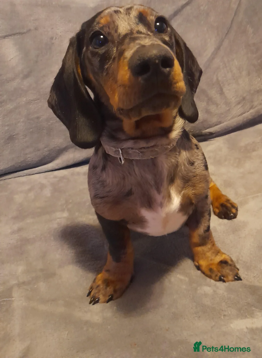 Miniature Dachshund dogs for stud: KC Chocolate dapple boy for stud very gentle. in Skegness - Advert 15