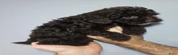 Cockapoo dogs for sale: Chocolate DNA Health Tested Cockapoos  - Advert 5