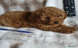 Toy Poodle dogs for sale: KC red Toy Poodle, DNA tested, champion bloodline - Image 19