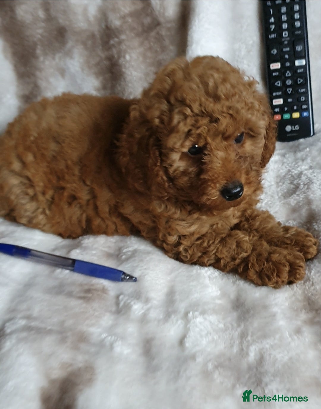 Toy Poodle dogs for sale: KC red Toy Poodle, DNA tested, champion bloodline - Image 19