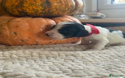 Cocker Spaniel dogs for sale: Show cocker spaniels  - Advert 6