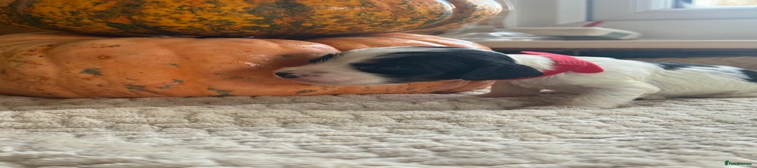 Cocker Spaniel Puppy 5