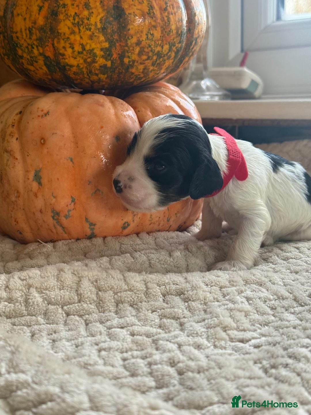 Cocker Spaniel dogs for sale: Show cocker spaniels  - Advert 6