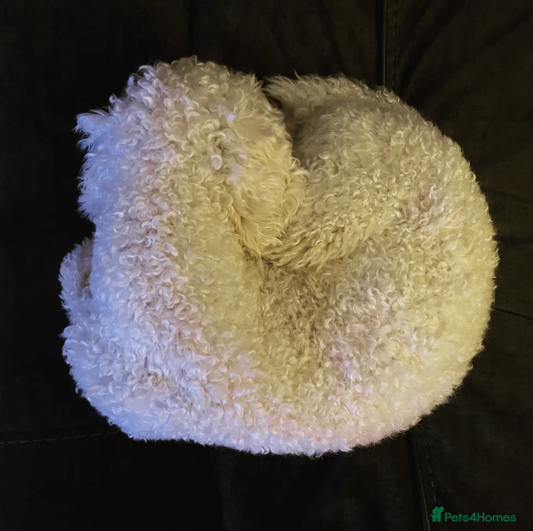 Miniature Poodle dogs for stud: Cream Miniature Poodle - available for stud in Welwyn - Advert 15