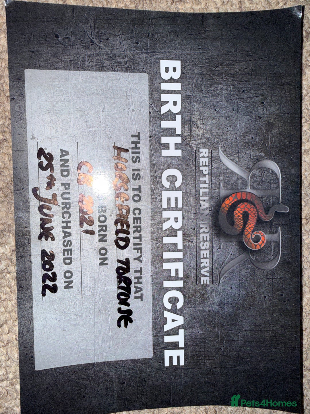 Tortoise reptiles for sale: 3 year old horsfield tortoise brothers for sale  - Advert 13