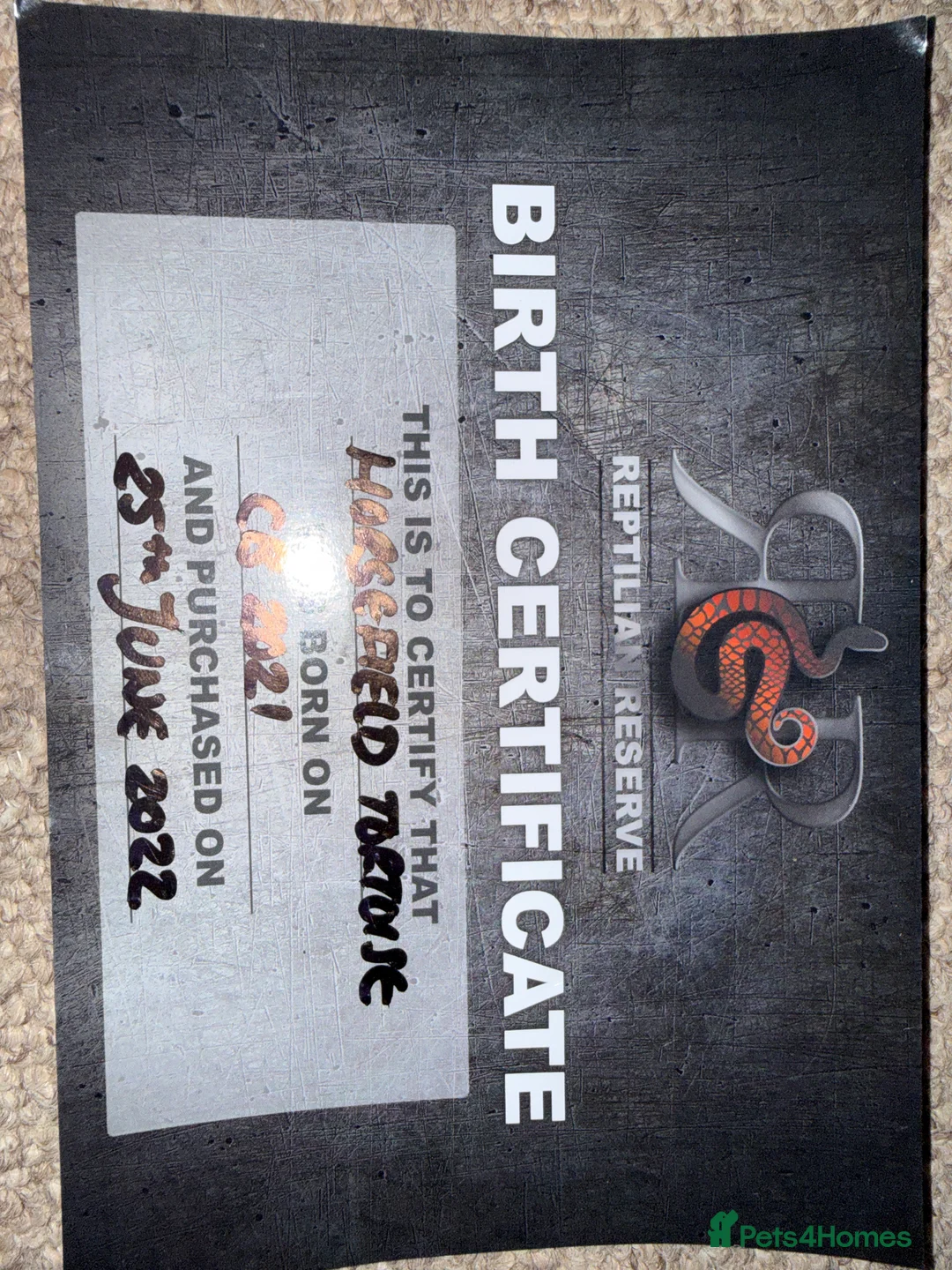 Tortoise reptiles for sale: 3 year old horsfield tortoise brothers for sale  - Advert 13