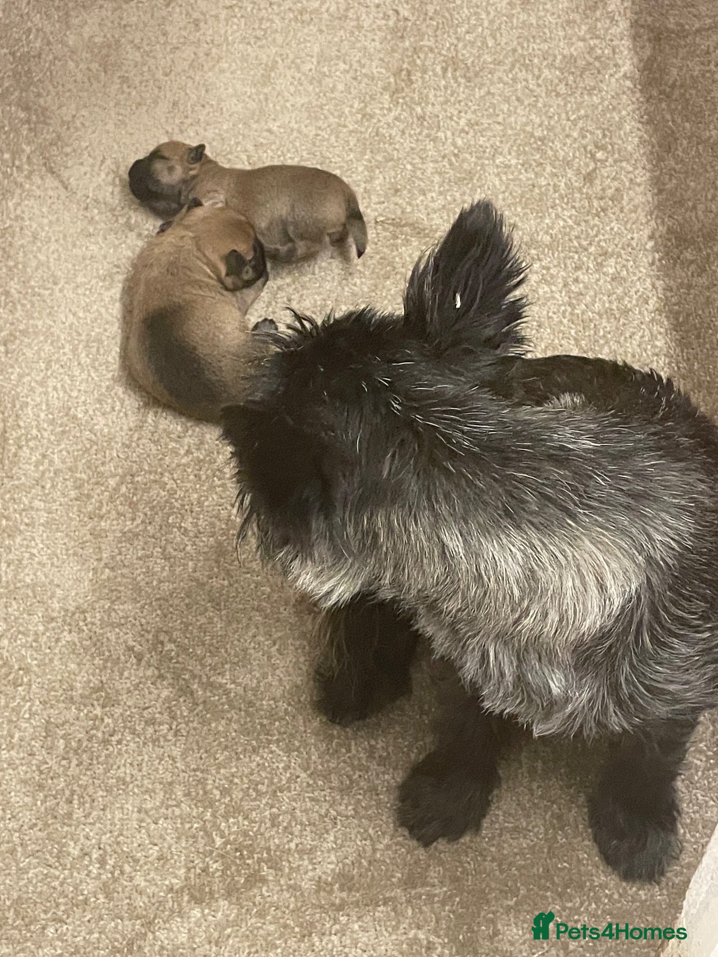 Cairn Terrier dogs KC reg Cairn Terrier pups  - Advert 2
