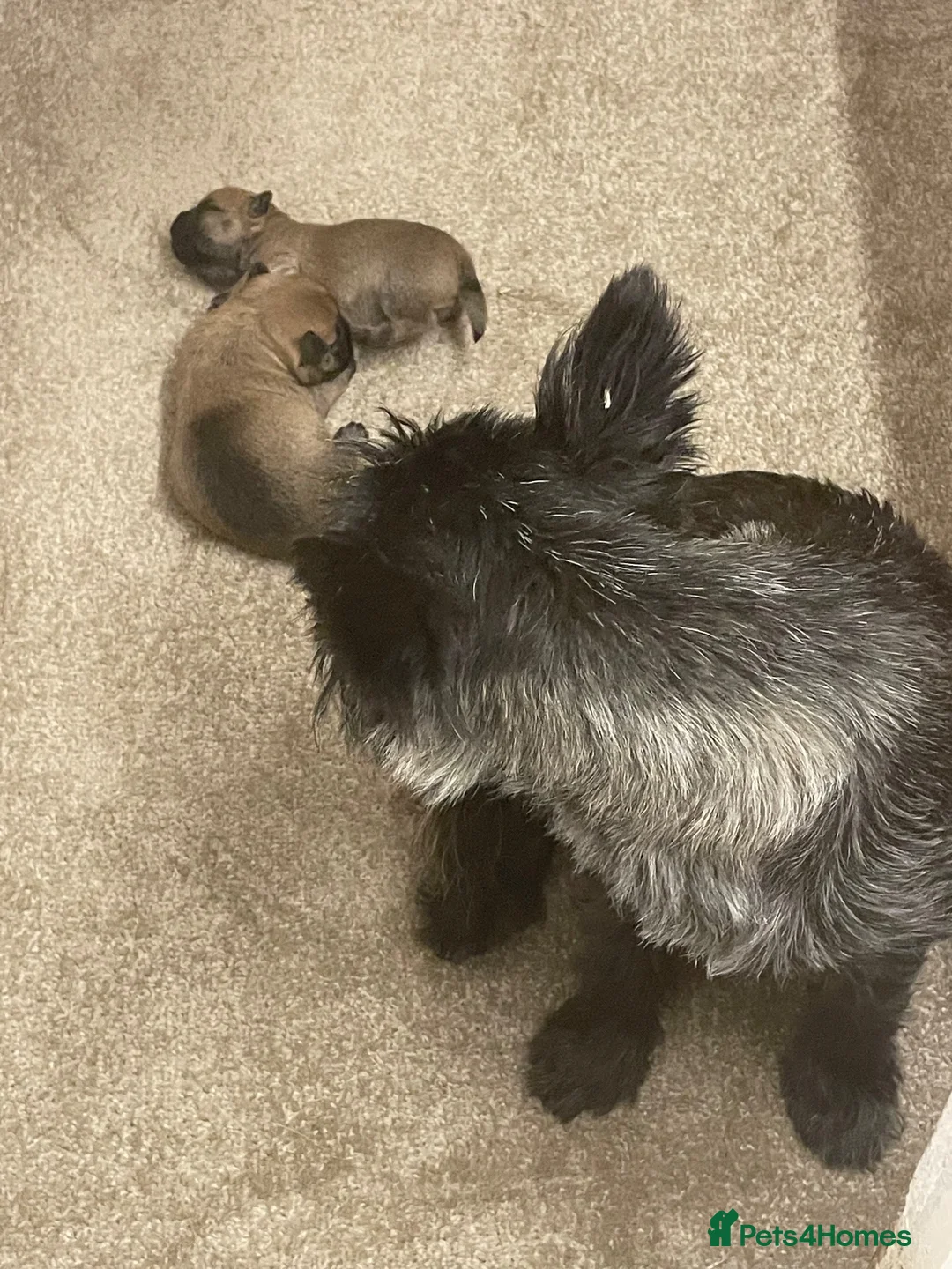 Cairn Terrier dogs for sale: KC reg Cairn Terrier pups  - Advert 1