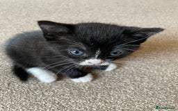 Mixed Breed cats for sale: Russian Blue/tuxedo cross kittens - Image 3