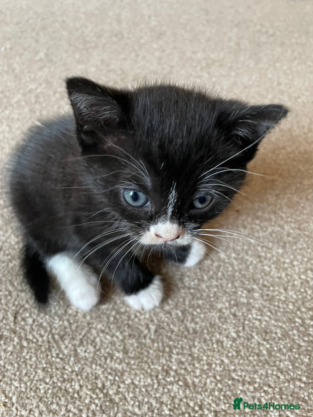 Mixed Breed cats for sale: Russian Blue/tuxedo cross kittens - Image 3