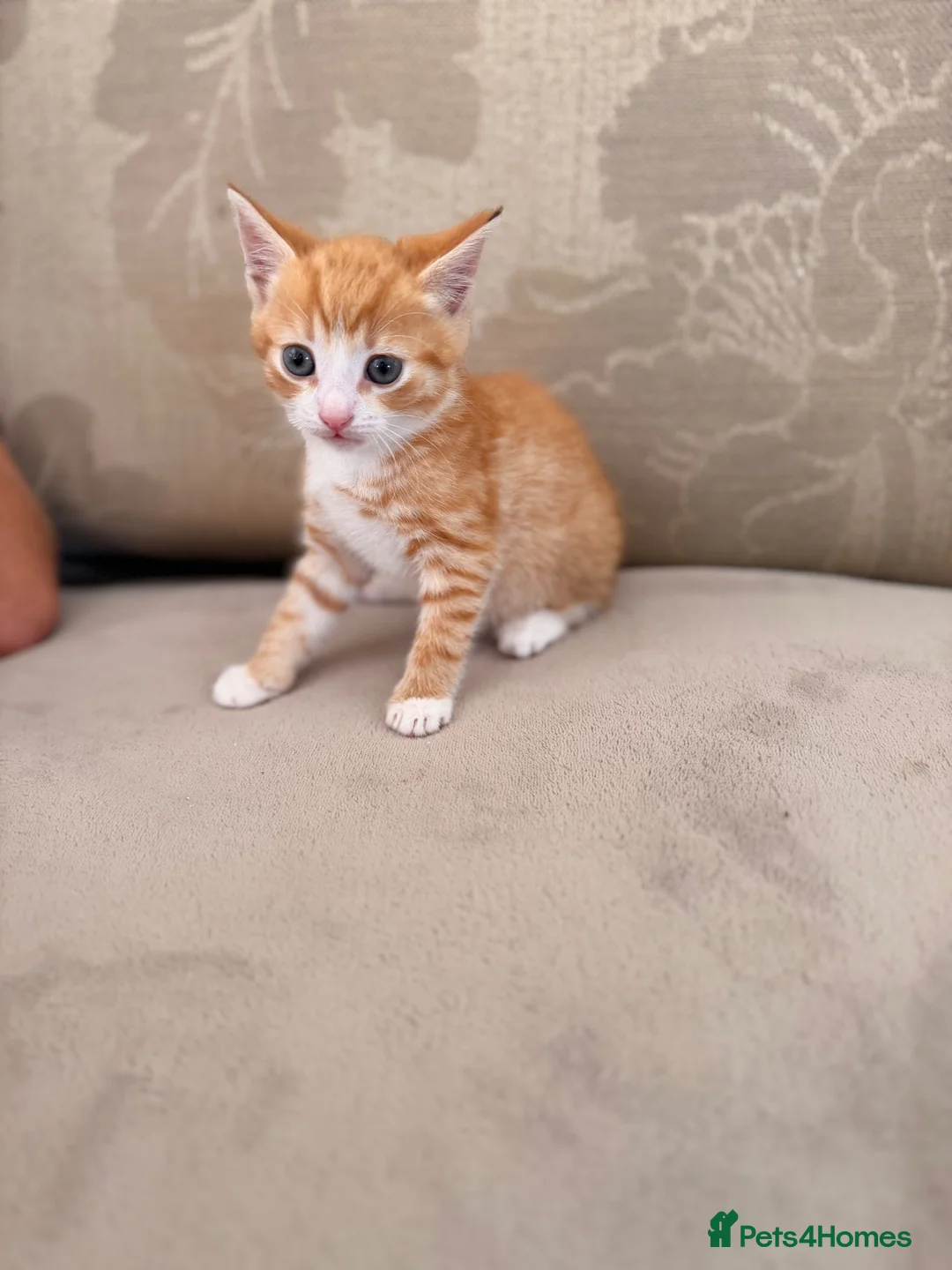 Mixed Breed cats for sale: Kitten for sale  - Advert 8