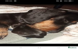 Dachshund dogs for sale: Long hair dachshund REDUCED  - Image 9