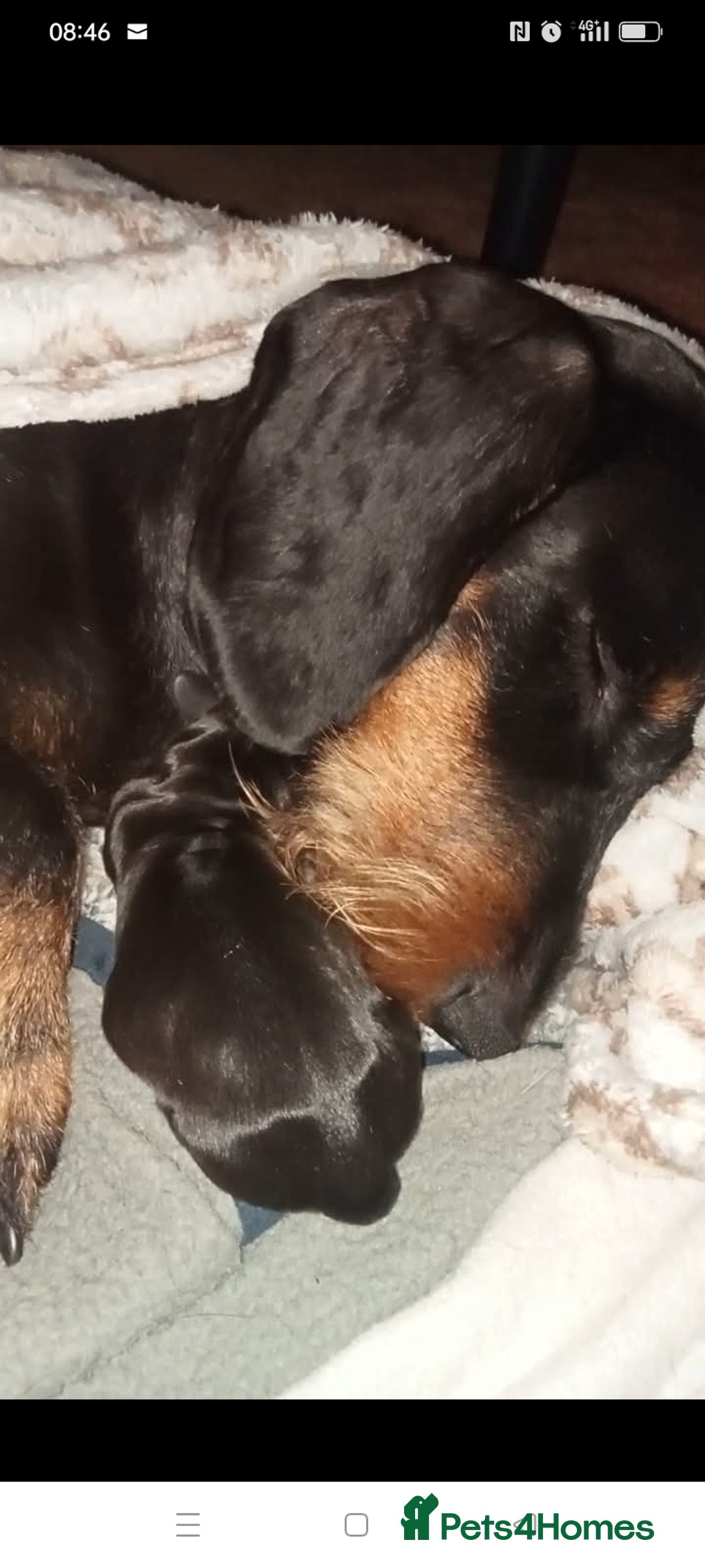 Dachshund dogs for sale: Long hair dachshund REDUCED  - Image 9