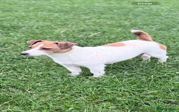 Jack Russell dogs for sale: 1 lovely jack russel girl💕READY TO LEAVE - Image 6