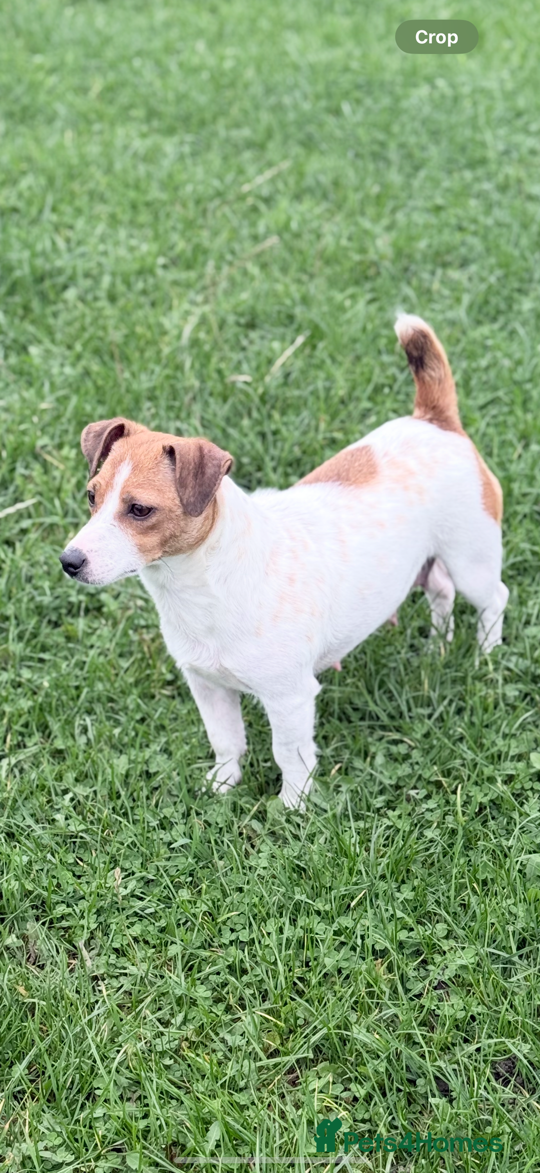 Jack Russell dogs for sale: 1 lovely jack russel girl💕READY TO LEAVE - Image 6