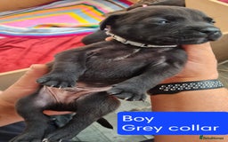 Mixed Breed dogs for sale: Beautiful litter of labrastaffs/staffadors - Image 13