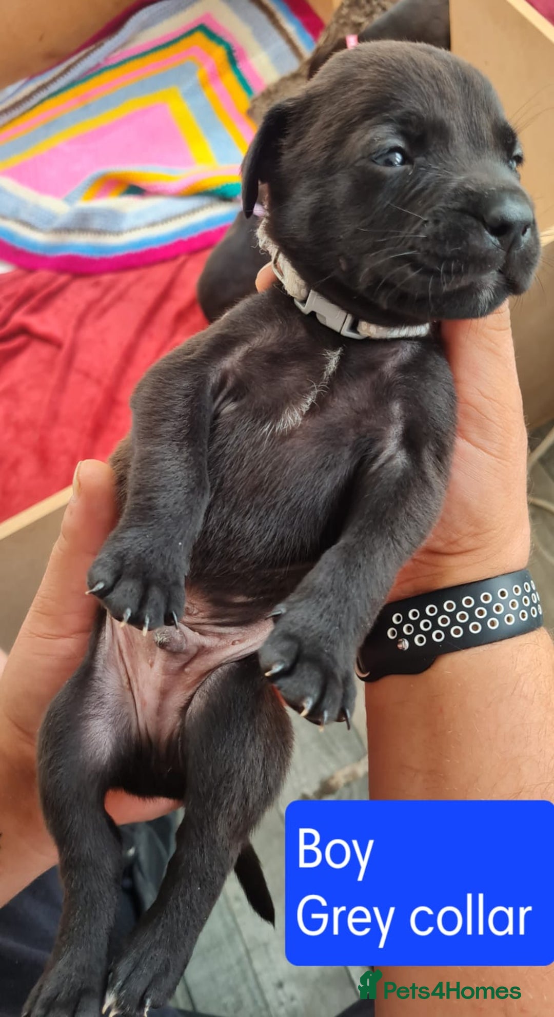 Mixed Breed dogs for sale: Beautiful litter of labrastaffs/staffadors - Image 13
