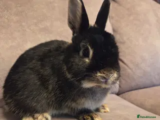 Mixed Breed rabbits Black otter Pure Netherland Dwarf buck - Advert 22