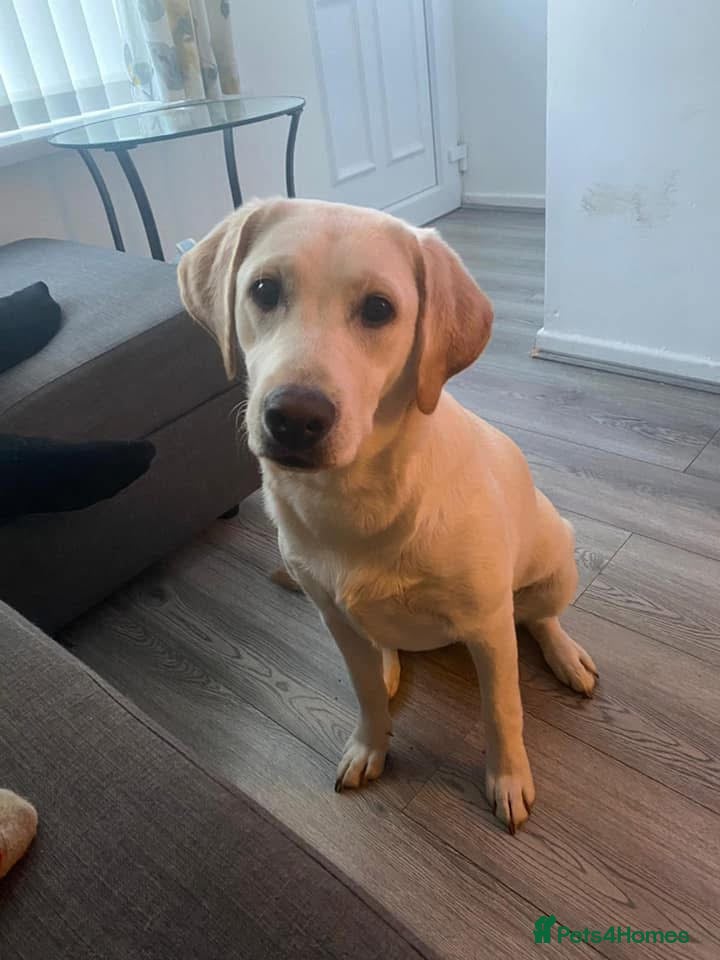 Cockerdor dogs Beautiful Cockerdor Puppies 🐶  - Advert 1