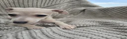 Mixed Breed dogs for sale: ALL SOLD-Italian Greyhound x Whippet - Advert 8