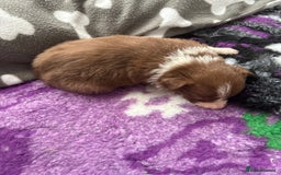Border Collie dogs for sale: Boarder collie puppies  - Image 2