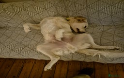 Golden Retriever dogs for sale: Golden retriever 10 months old - Advert 7