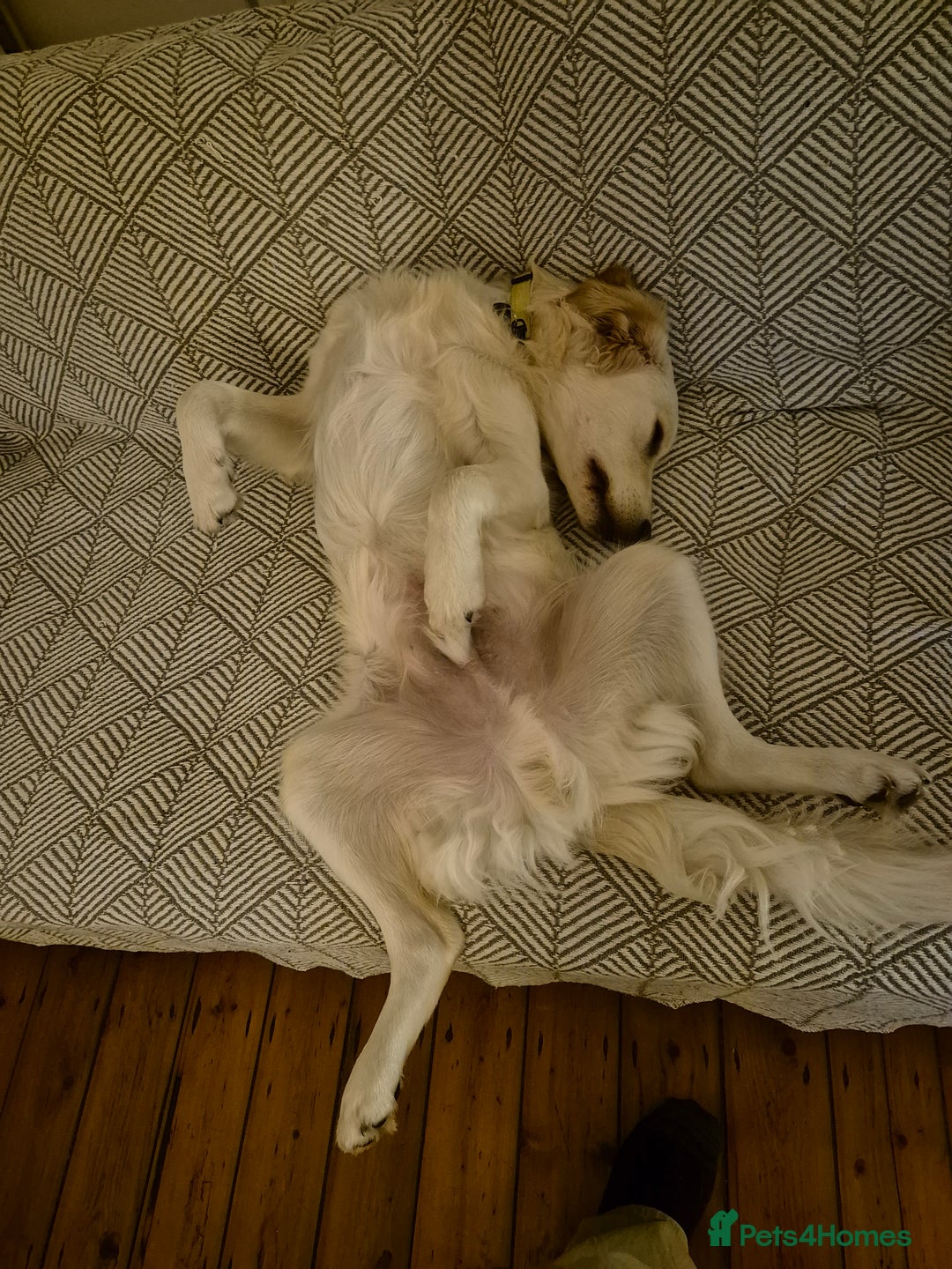 Golden Retriever dogs for sale: Golden retriever 10 months old - Advert 7