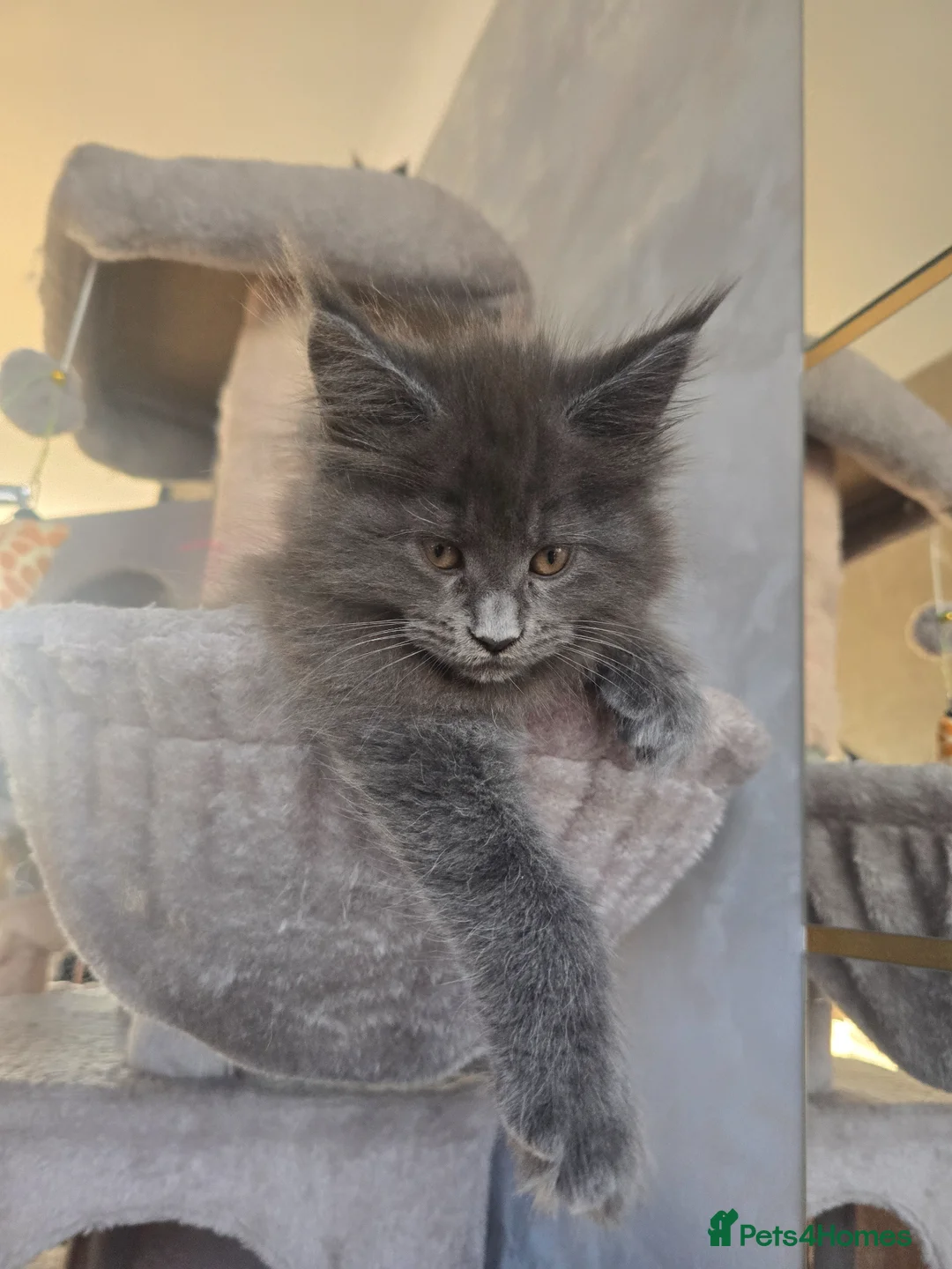 Maine Coon cats for sale: Blue mainecoon adorable kittens TICA reg - Advert 2