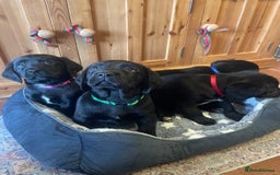 Springador dogs for sale: Beautiful Springador Puppies  - Advert 6