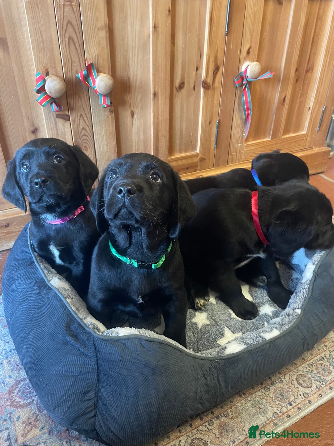 Springador dogs for sale: Beautiful Springador Puppies  - Advert 6