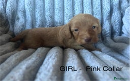 Cockapoo dogs for sale: GORGEOUS LITTER OF COCKAPOO’S - Advert 12