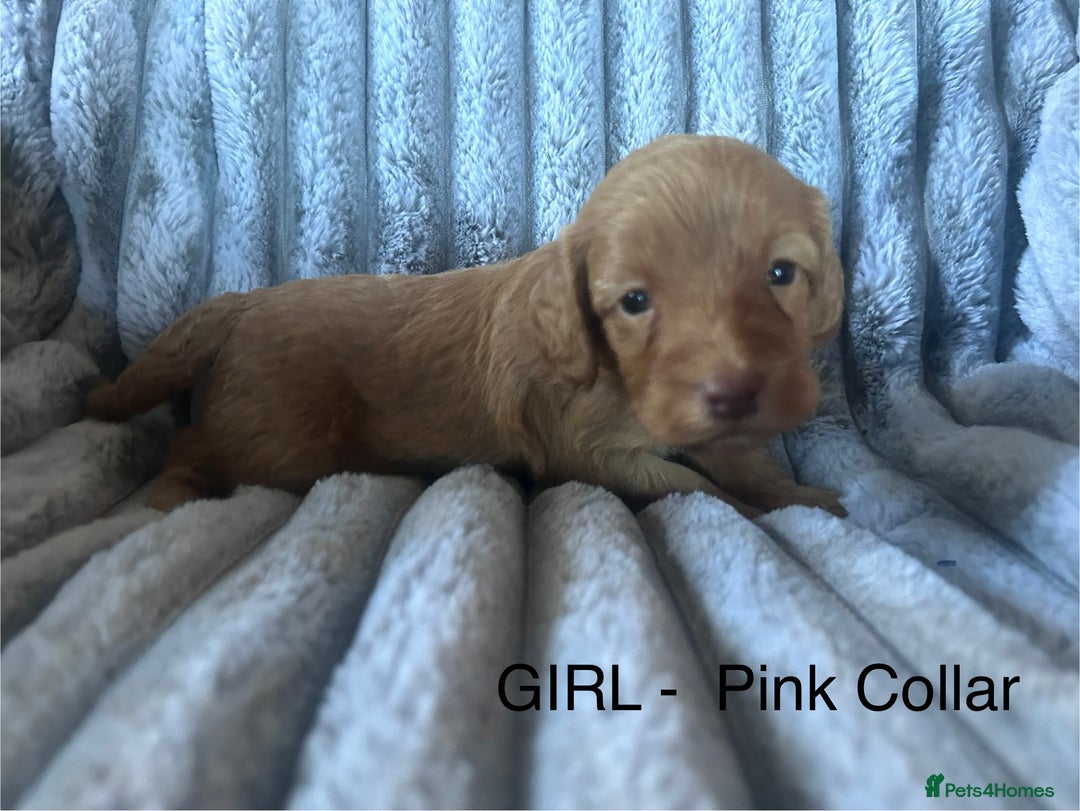 Cockapoo dogs for sale: GORGEOUS LITTER OF COCKAPOO’S - Advert 12