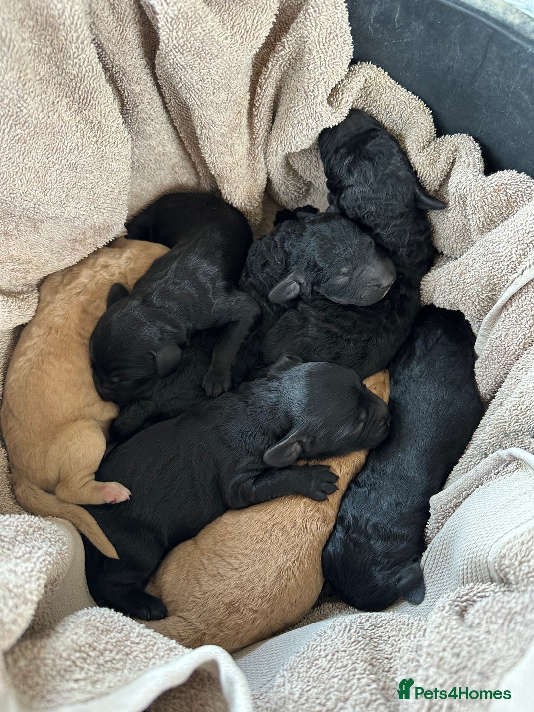 Labradoodle dogs for sale: Miniature Labradoodle Puppies - Image 2