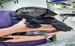 Mixed Breed dogs for sale: Vizslador Puppies - Image 4