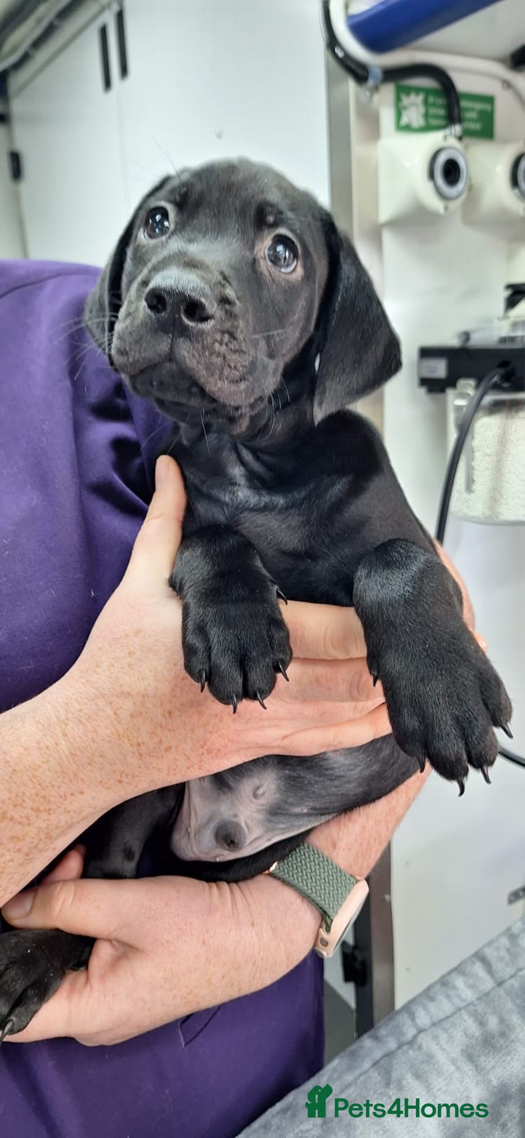 Mixed Breed dogs for sale: Vizslador Puppies - Image 4