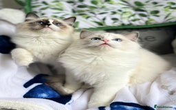 Ragdoll cats for sale: Bicolour Ragdoll Kittens Ready To Go in Castleford - Image 14