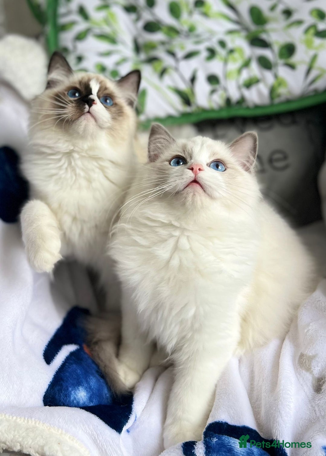 Ragdoll cats for sale: Bicolour Ragdoll Kittens Ready To Go in Castleford - Image 14