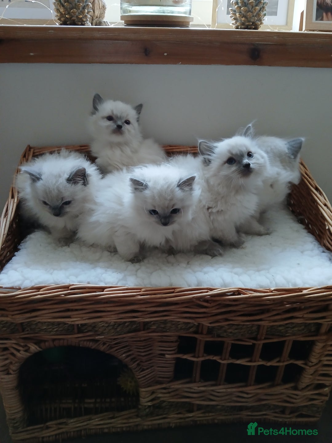 Ragdoll cats for sale: Blue point Ragdoll kittens  - Image 2