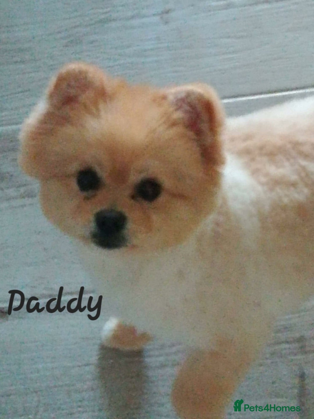 Pomeranian dogs for sale: ALIK  - Advert 4