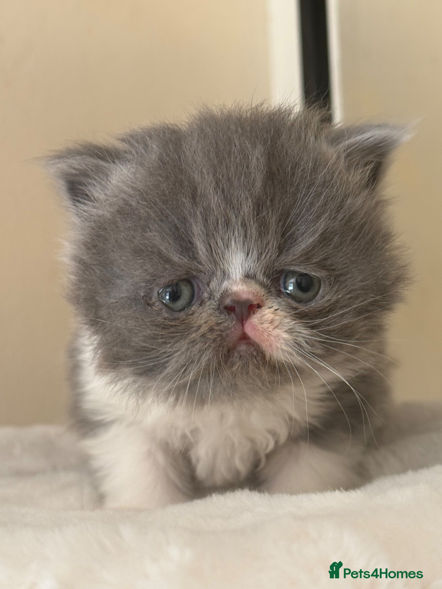 Persian cats GCCF registered Persian boy 💙 - Advert 1