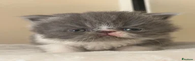 Persian Kitten 1
