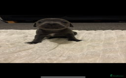 Staffordshire Bull Terrier dogs for sale: KC Registered Blue Staffordshire Bull Terrier  - Image 9