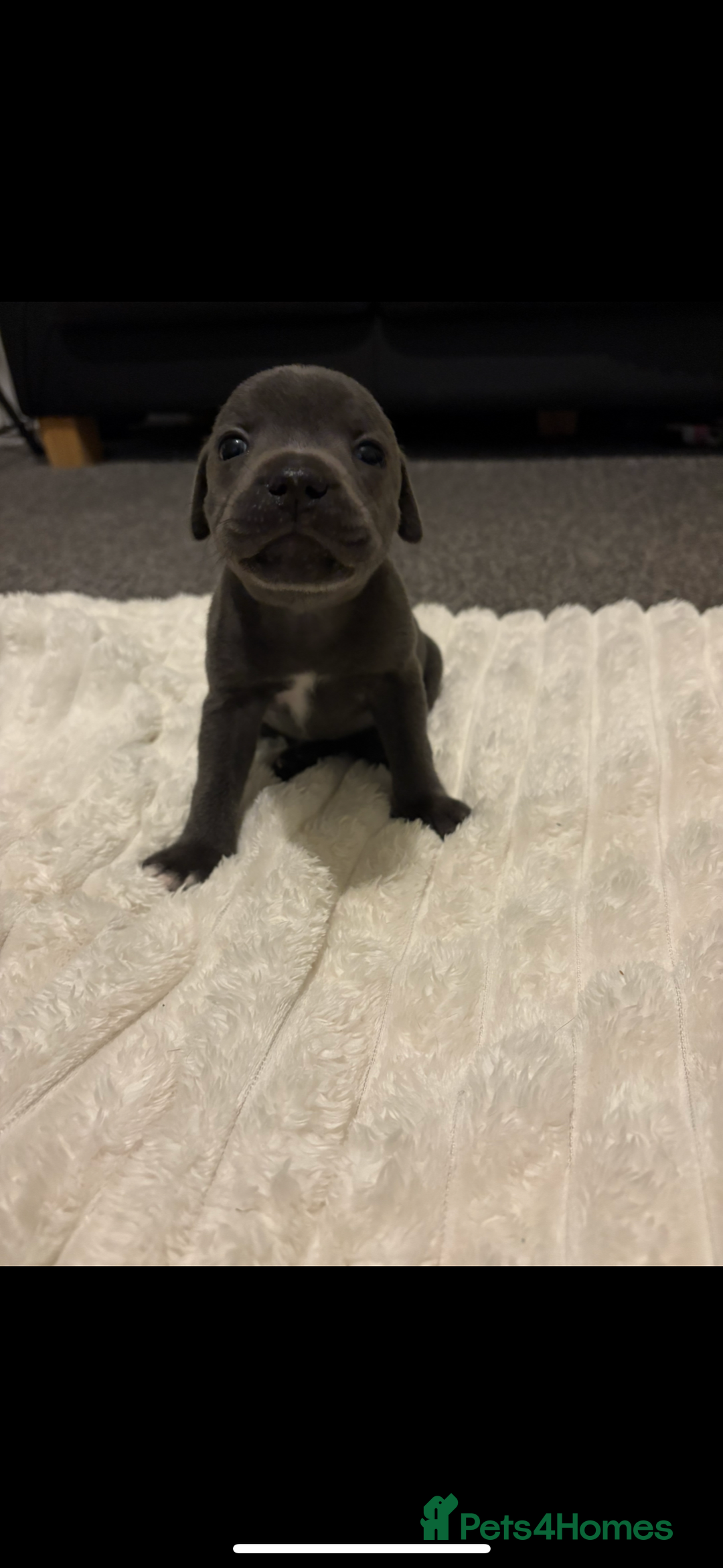 Staffordshire Bull Terrier dogs for sale: KC Registered Blue Staffordshire Bull Terrier  - Image 9