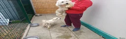 Mixed Breed dogs for adoption: 🤍MATEO - from a market crate to a Loving Home 🏡 in Nottingham - Advert 16