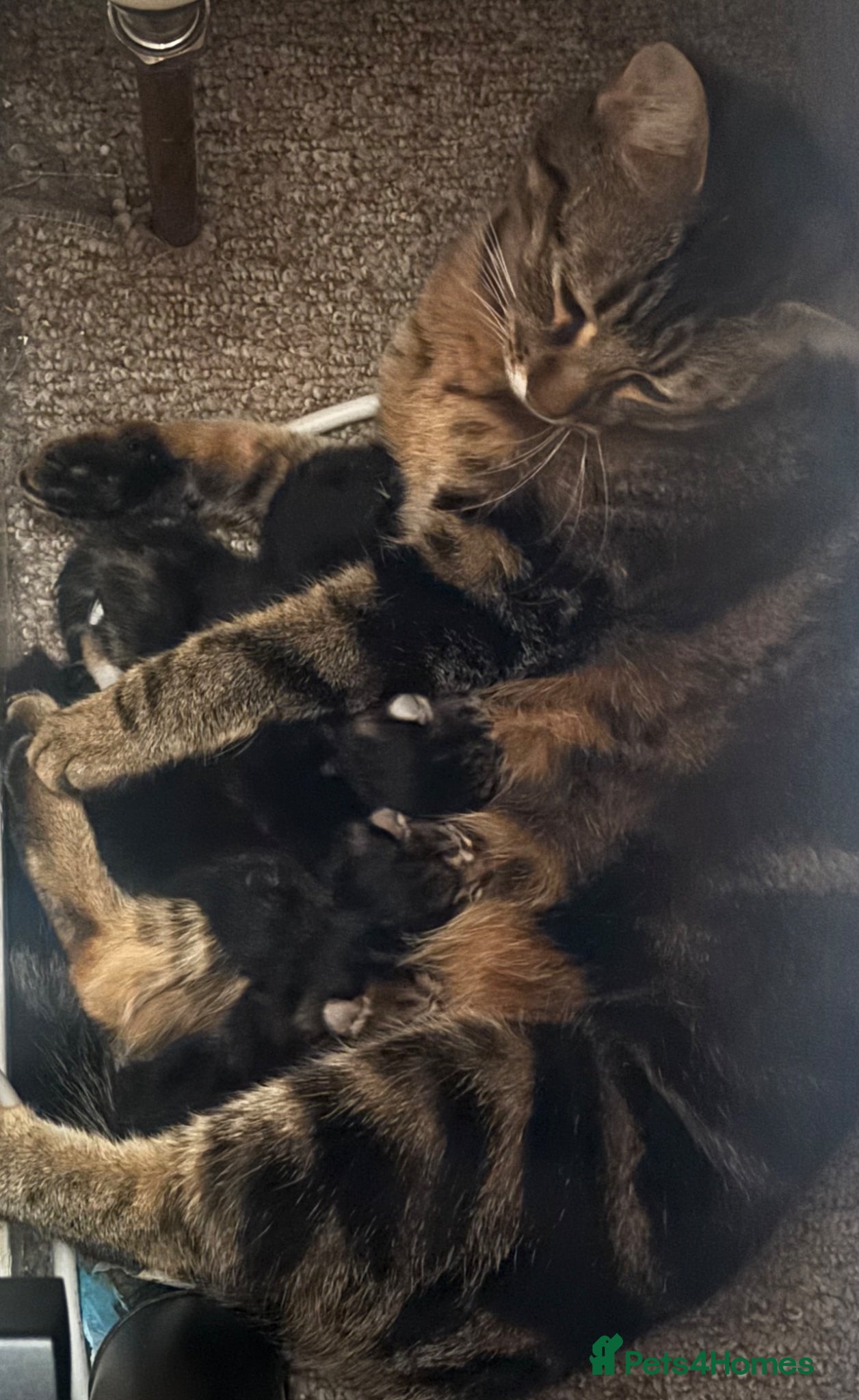 Bengal cats Bengal/BSH/Rag doll mix kittens  - Advert 2