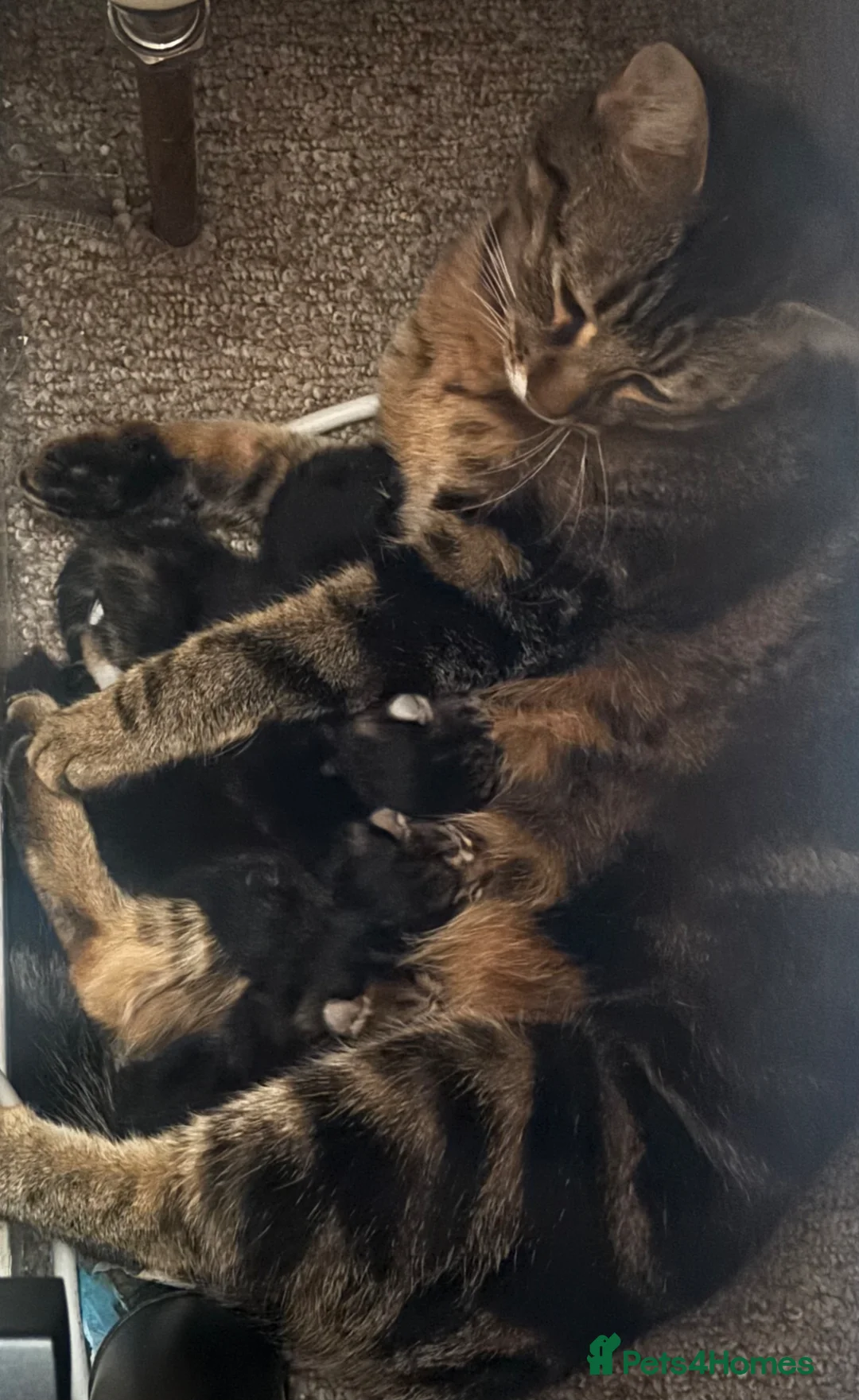Bengal cats for sale: Bengal/BSH/Rag doll mix kittens  - Advert 1