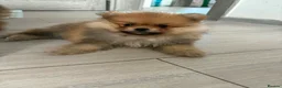 Pomeranian dogs for sale: Beautiful champion-line Pomeranian puppies 🩷🐶💙 - Advert 5